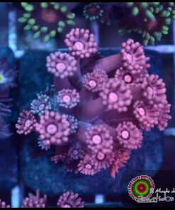 Pink goniopora