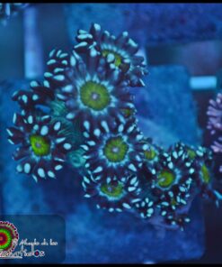 Blue goniopora