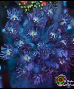 Purple goniopora