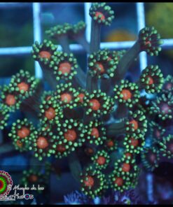 Orange eye goniopora