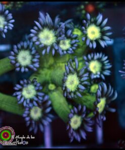 Purple tips goniopora