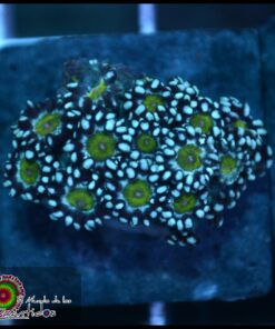 Blue goniopora