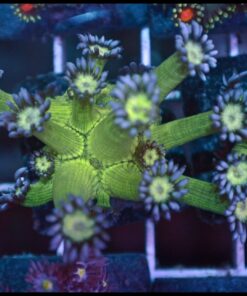 Purple tips goniopora