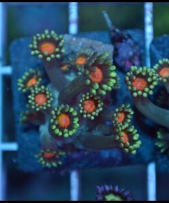 Orange eye goniopora