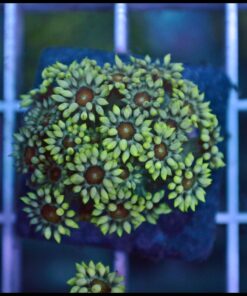 Lemon eye goniopora
