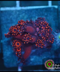Red goniopora