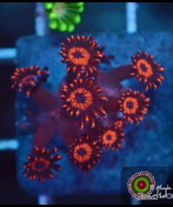 Red goniopora