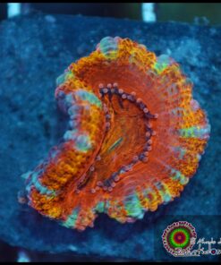 Acan rainbow