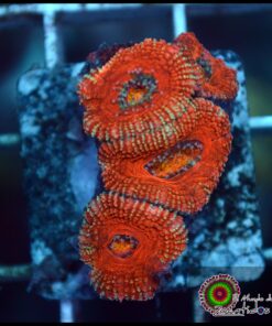 Acan ultra