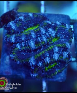 Acan ultra