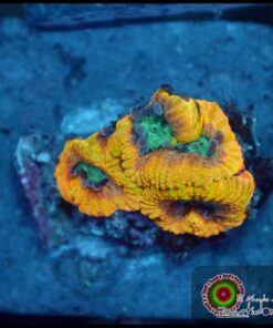 Yellow submarine favia