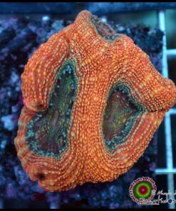 Acan bowerbanky