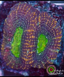 Acan bowerbanky