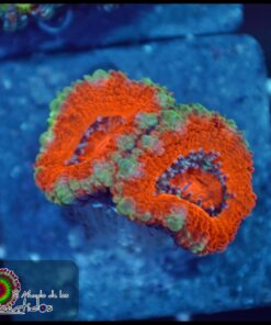 Acan lord