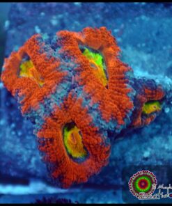 Acan rainbow