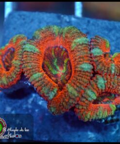 Acan lord