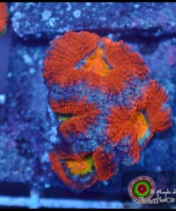 Acan rainbow