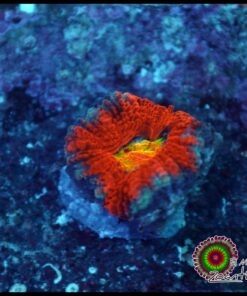 Acan rainbow