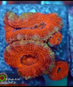 Acan lord
