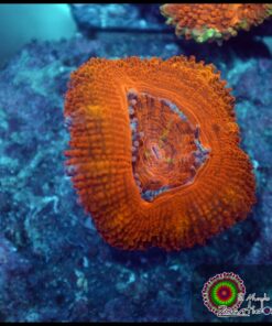 Acan orange ultra