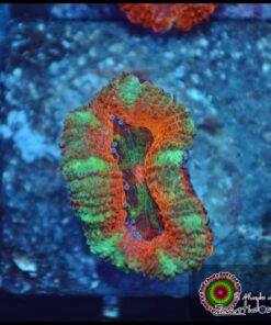 Acan lord