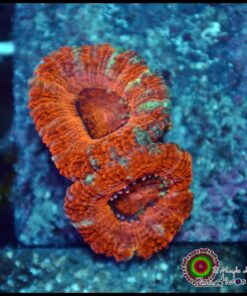 Acan lord
