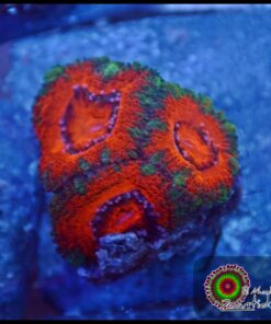 Acan lord