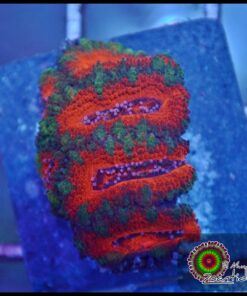 Acan lord
