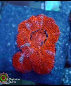 Acan lord