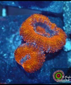 Acan orange ultra