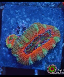 Acan lord