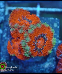 Acan lord