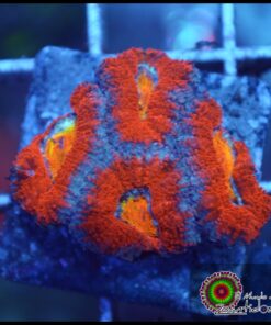 Acan rainbow