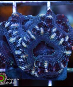 Acan black