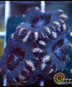 Acan black