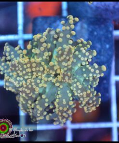Yellow frogspawn