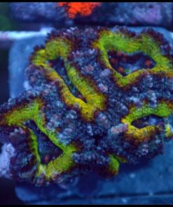 Acan ultra
