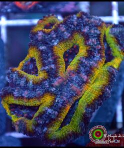 Acan ultra