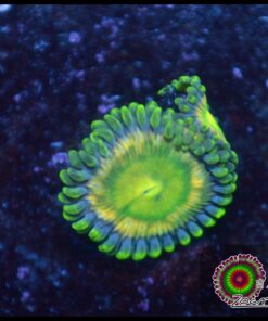 Zoas