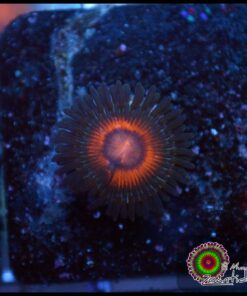 Orange zoa