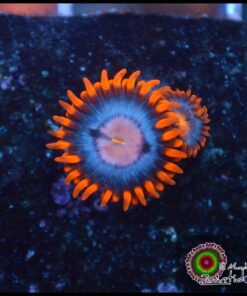 Neuralizer zoa
