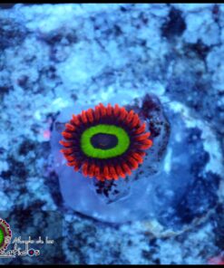 Emerald on fire