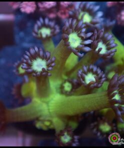 Goniopora purple tip