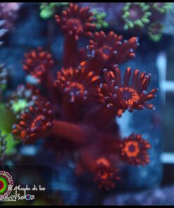 Red goniopora