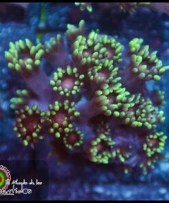 Red eye goniopora
