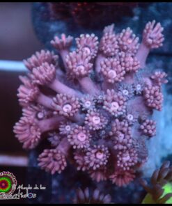 Pink goniopora