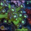 Purple tip goniopora
