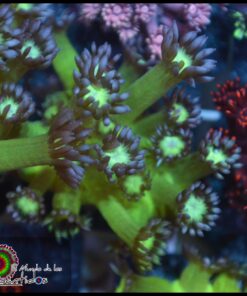 Purple tip goniopora