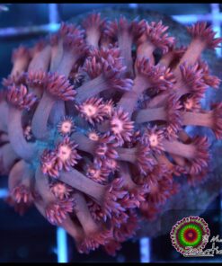 Rainbow goniopora