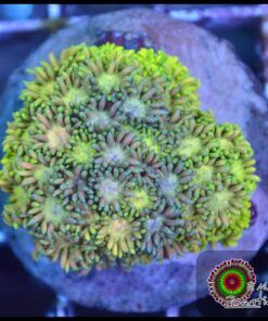 Rainbow goniopora